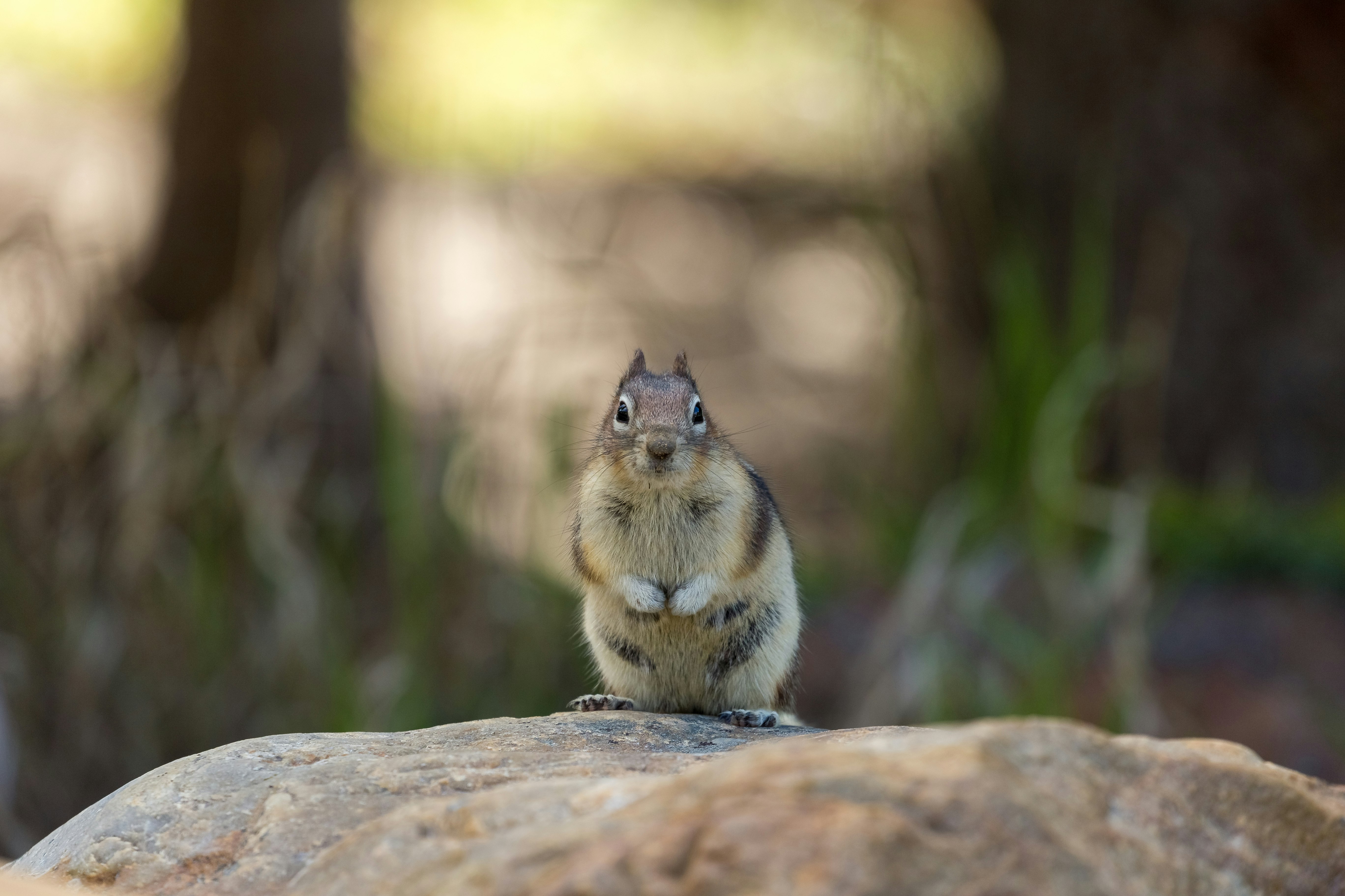 white and brown rodent on brown wood during daytime